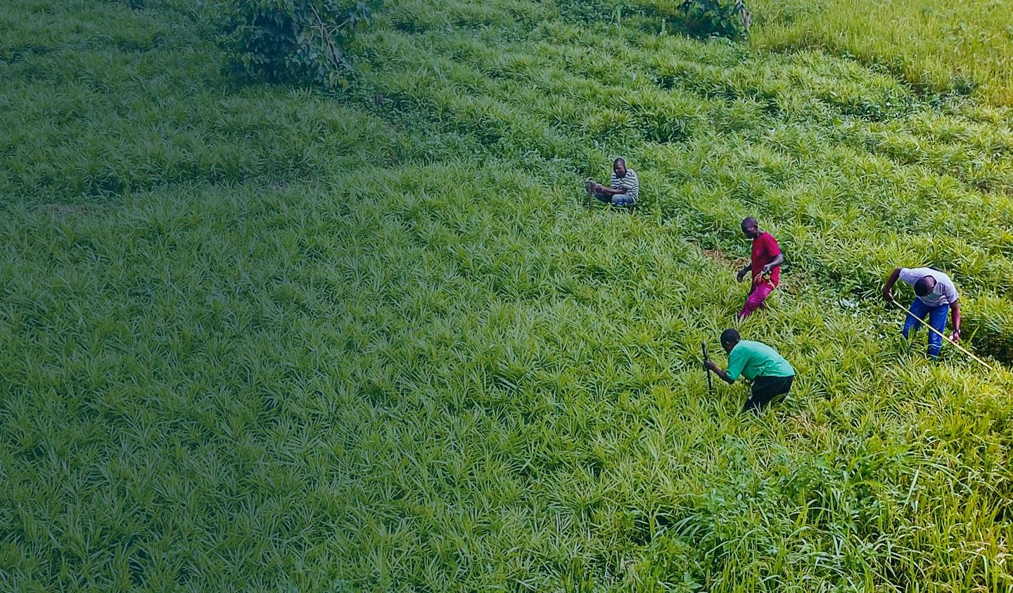 Agricultural background